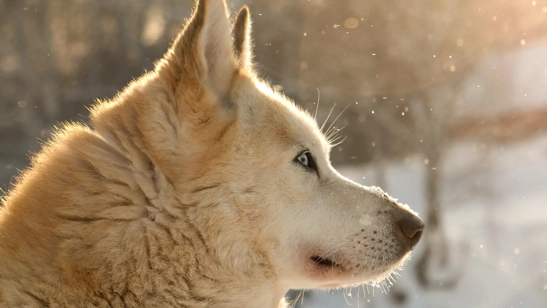 Stellarstriked U6b3ej6ry9k Unsplash