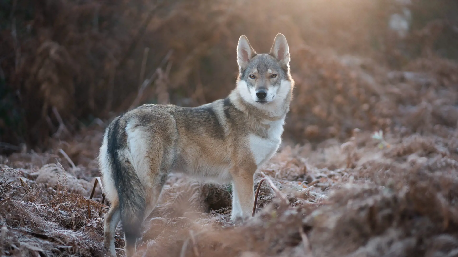 Tahoe Beetschen Eaz0wqnv1vq Unsplash